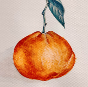 Portocala png